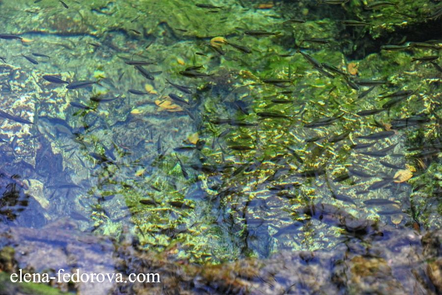 xcacelito cenote fishes
