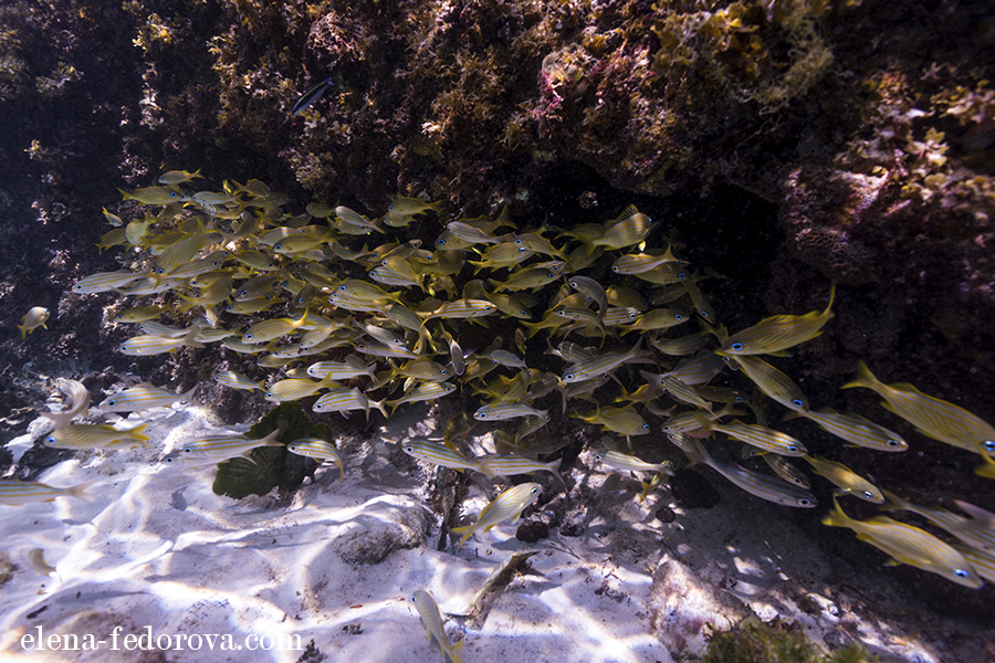 underwater photo shoot riviera maya