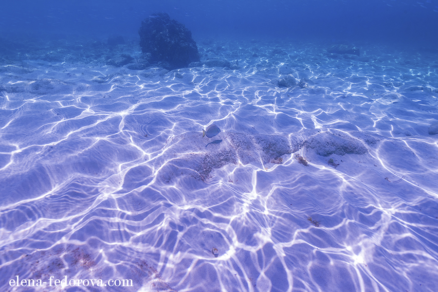 underwater photographer cozumel