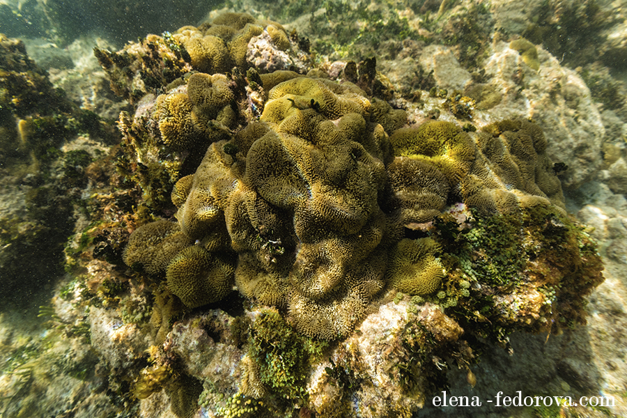 underwater photography corals