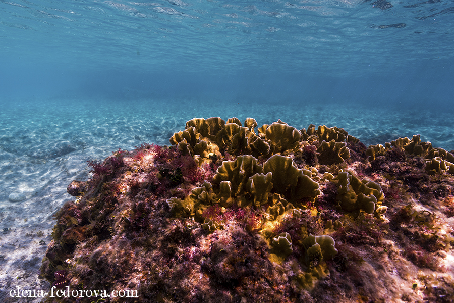 underwater photography in cozumel