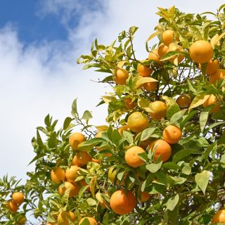 While we’re getting settled and still searching for a long-term rental, our days look pretty simple. Lots of walking around, nothing too intense. And even in these slow first days, Spain makes it easy to feel inspired. The colors, the streets, the views… there’s visual inspiration everywhere. These are just my first impressions, but they’re already making this whole transition feel a little lighter. #spain #movetospain #málaga