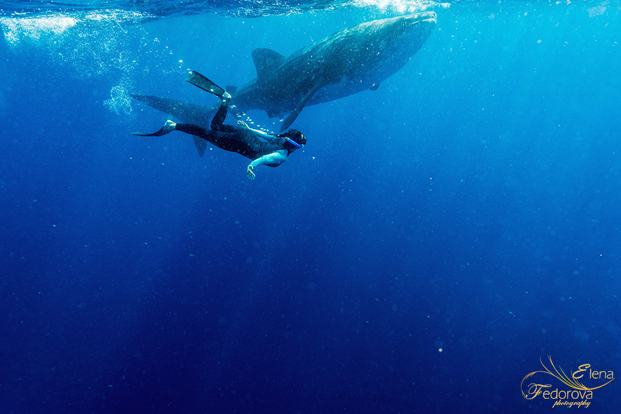 swim with whale sharks isla mujeres