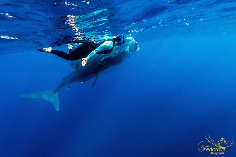 whale sharks cancun isla mujeres