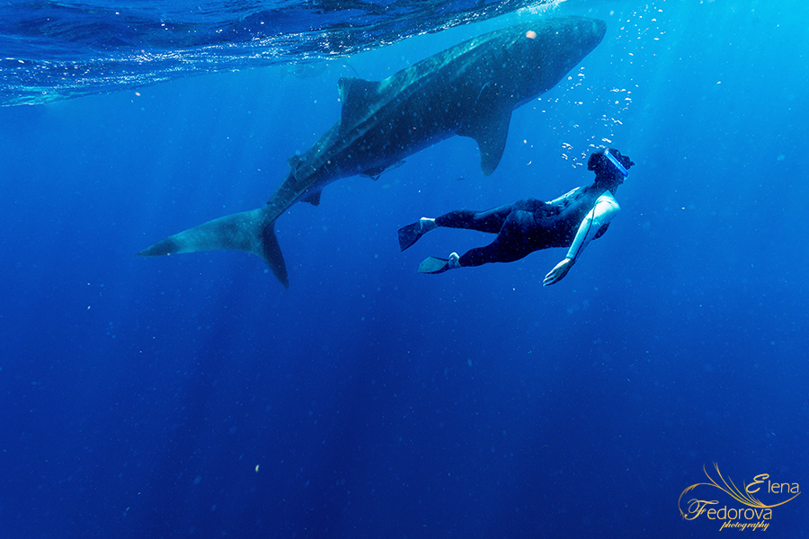 whale sharks cancun