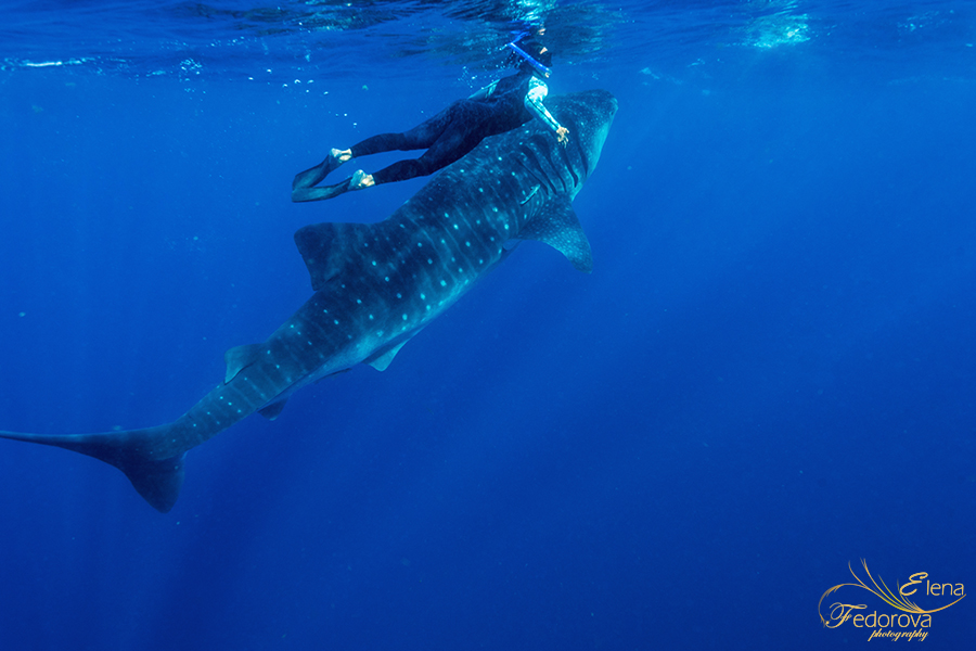 whale sharks isla holbox