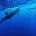 Swimmimg with whale sharks Cancun Isla Mujeres.