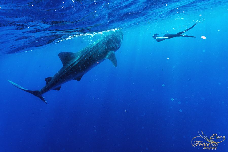 whale sharks photos mexico cancun