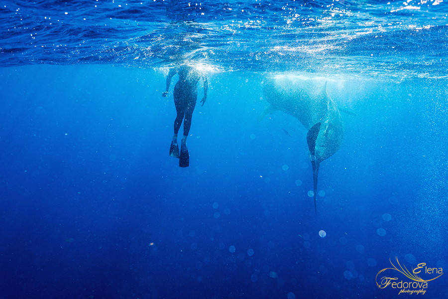 whale sharks underwater photo